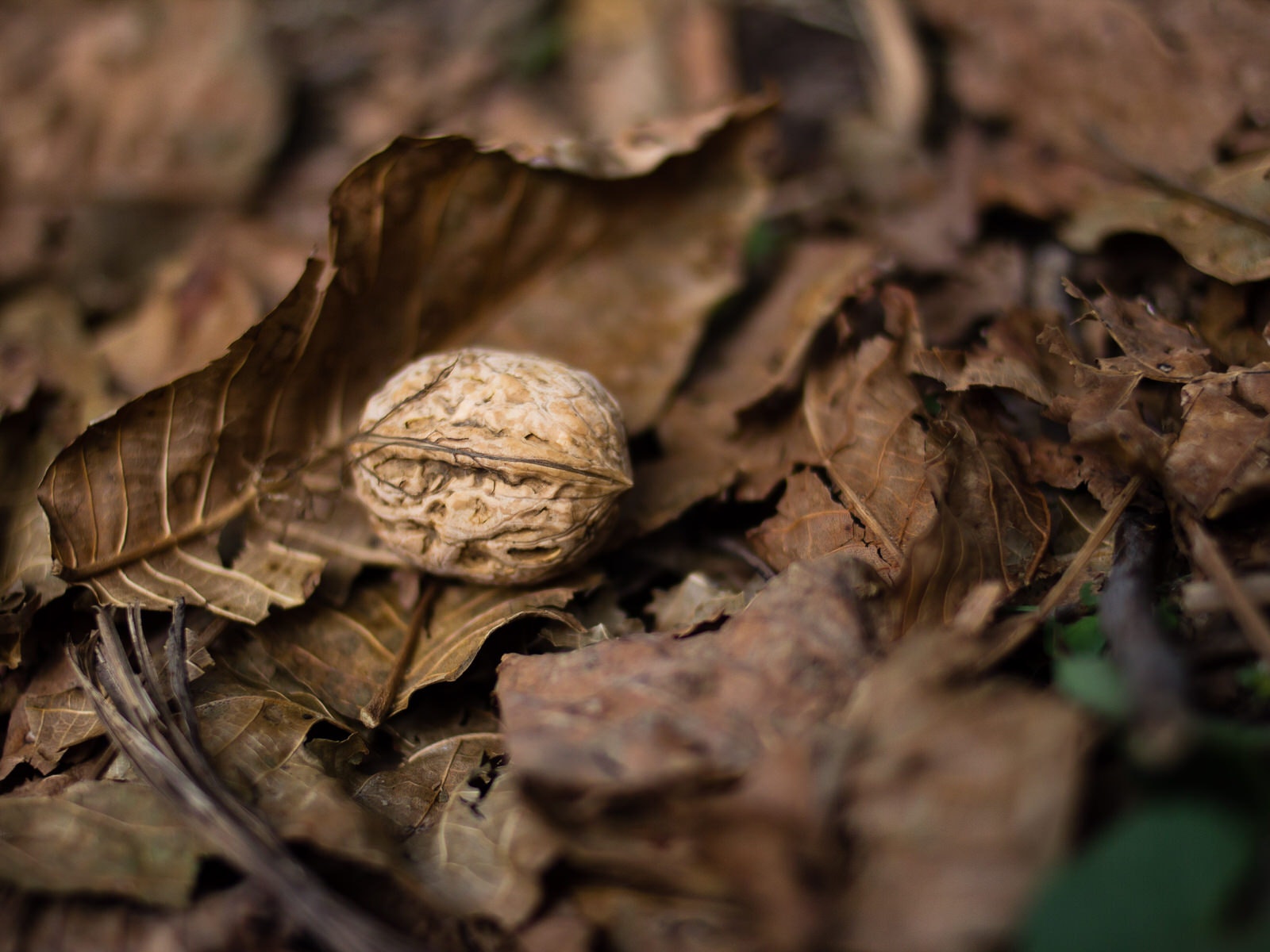 An unshelled walnut sitting on brown leaves on the forest floor © Stephen Lioy / Lonely Planet