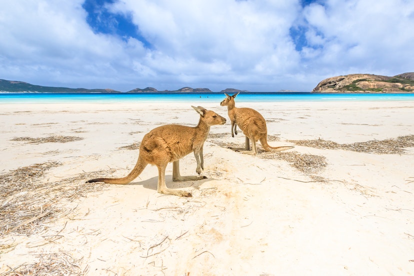 Two kangaroos standing on the beach at Lucky Bay in Cape Le Grand National Park.