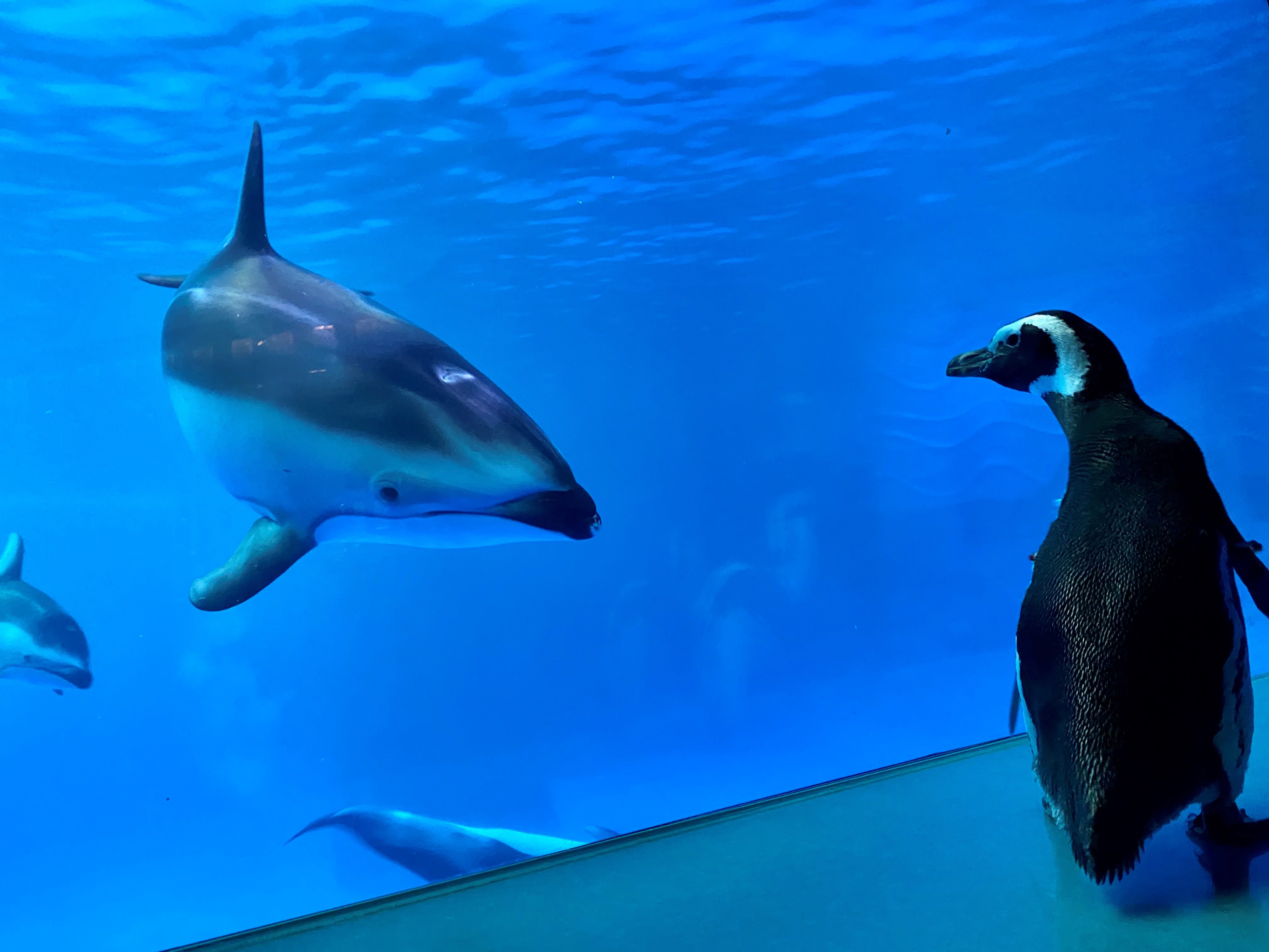 Monte the Magellanic penguin checks in on the aquarium's dolphins