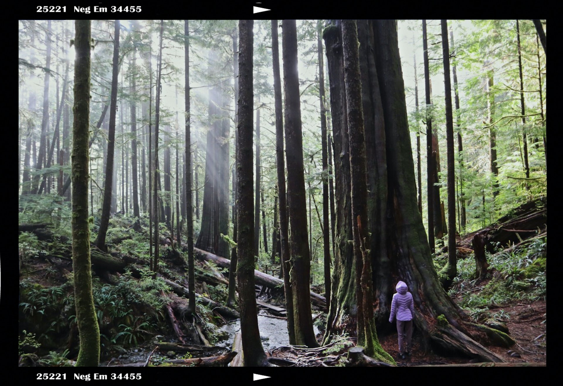 Hiking through a forest of Douglas firs in Vancouver Island